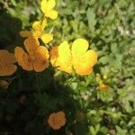 Ranunculus repens Flower