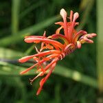 Chasmanthe aethiopica Квітка