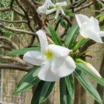 Pachypodium lamerei Habit