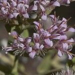 Acourtia thurberi Λουλούδι