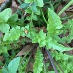 Youngia japonica Leaf