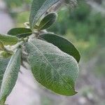 Salix cinerea Лист