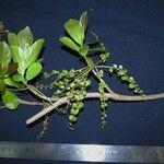 Terminalia amazonia Otro