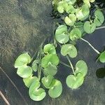 Heteranthera reniformis Likasa
