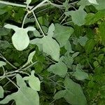 Rumex induratus পাতা
