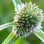 Cyperus hortensis Fruit