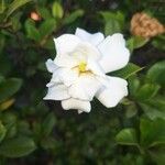 Gardenia jasminoidesKwiat