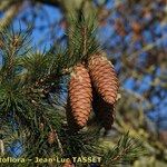 Picea smithiana Fruit