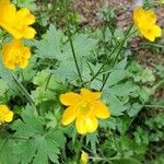 Ranunculus lanuginosusFloro