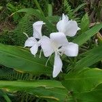 Hedychium coronariumFlower