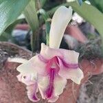 Cattleya intermedia Bloem