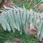 Encephalartos chimanimaniensis Leaf