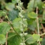 Aloysia chamaedryfolia ᱮᱴᱟᱜ