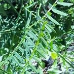 Vicia tenuifolia Blatt