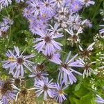 Symphyotrichum laeve Цвят