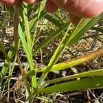 Urochloa eminii Folha