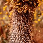 Pachypodium namaquanum Květ