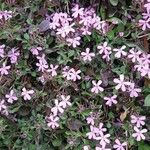 Saponaria ocymoidesBlomst