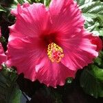 Hibiscus rosa-sinensis Цвят