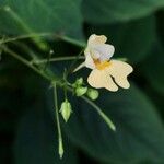 Impatiens parvifloraFlower