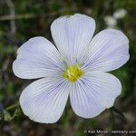 Linum lewisii Λουλούδι