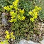 Sedum urvillei ᱵᱟᱦᱟ