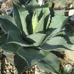 Agave ovatifolia Habitus