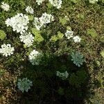 Orlaya grandiflora Flower