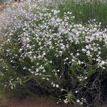 Penstemon ambiguus Staniste