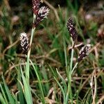 Carex atrofusca Habitatea