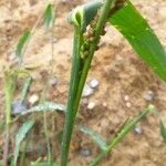 Echinochloa muricata Blad