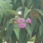 Callicarpa pedunculata Leaf