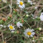 Symphyotrichum pilosumKukka