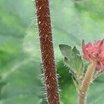 Heuchera sanguinea Bark