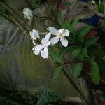 Wrightia antidysenterica 花