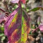 Atriplex hortensis Blatt