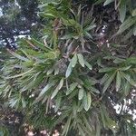 Podocarpus neriifolius Leaf