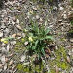 Tuberaria lignosa Natur