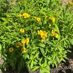 Tagetes lucida عادت داشتن