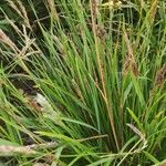 Sesleria caerulea Tervik taim