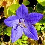 Campanula isophylla Flower