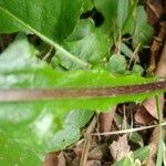 Chaptalia nutans Yaprak