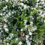 Cotoneaster dammeri आदत