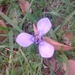 Herbertia lahue फूल