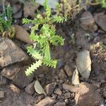 Astragalus pelecinus Frucht