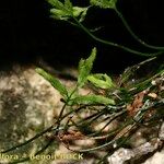 Asplenium seelosii Annet