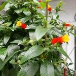 Manettia luteorubra Hoja