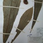 Carpotroche longifolia Otro