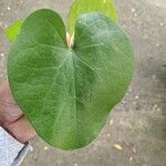 Tinospora cordifolia 葉