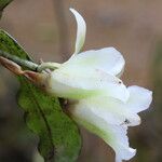 Eurychone rothschildiana 花